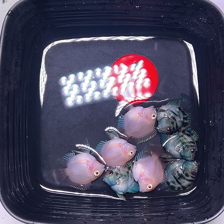 鹦鹉鱼1号四胭脂四宝蓝