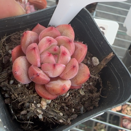 65比翼鸟一物一拍多肉