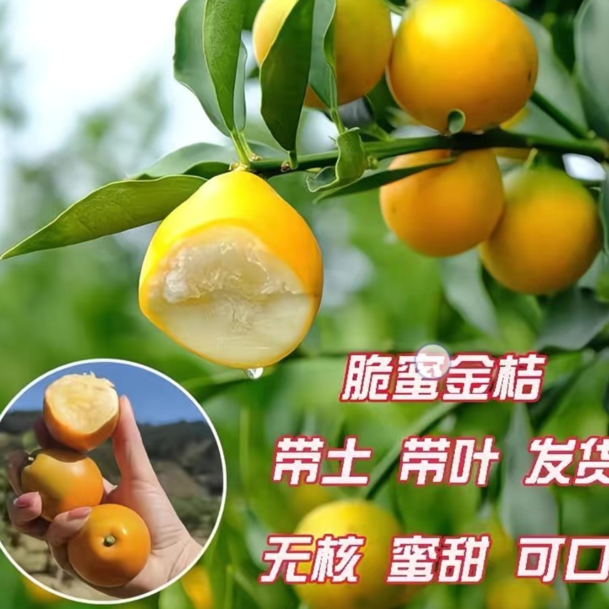 金桔树苗四季嫁接脆蜜金桔果树苗可盆栽地栽当年种植当年结果