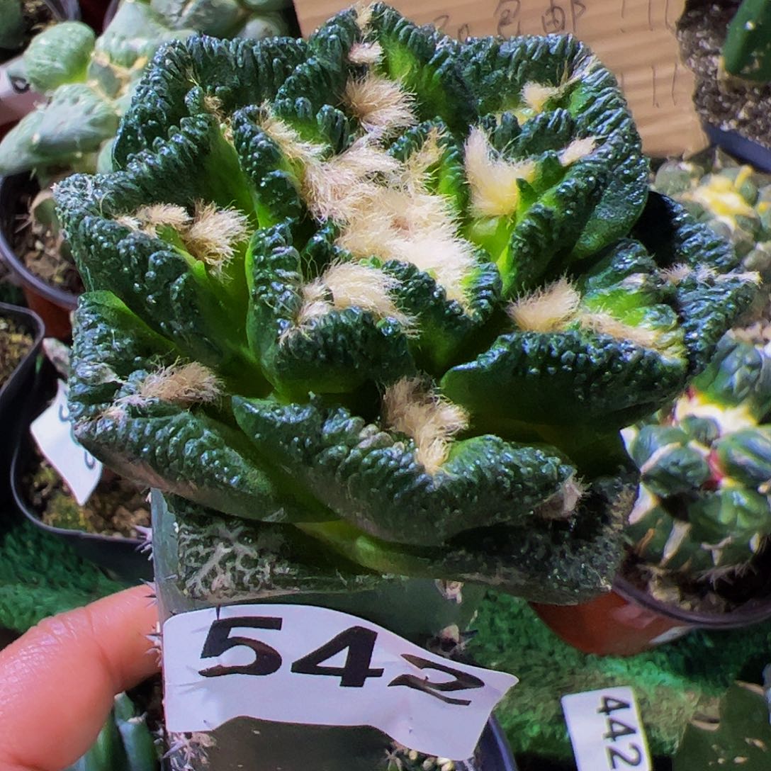 无花朵大尤辛顿牡丹542