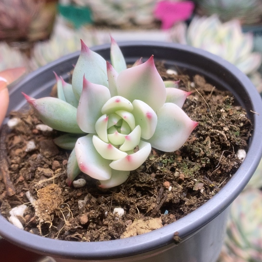 004锦锦锦锦锦锦锦锦锦
