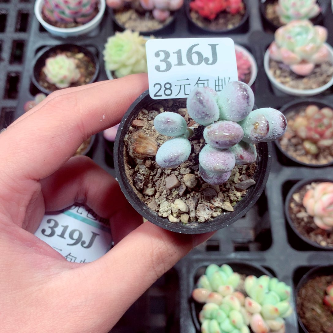 5厘米盆精控多肉316