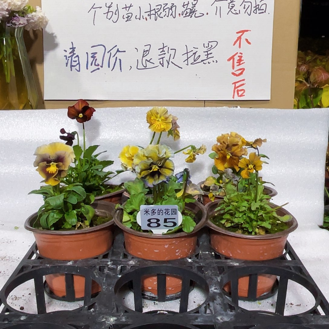 大部分花苞少量开放85