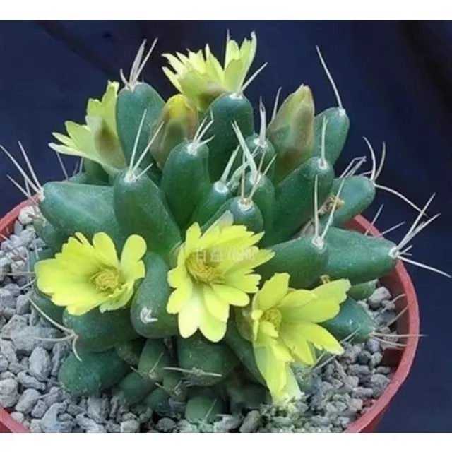 金星仙人球多肉植物