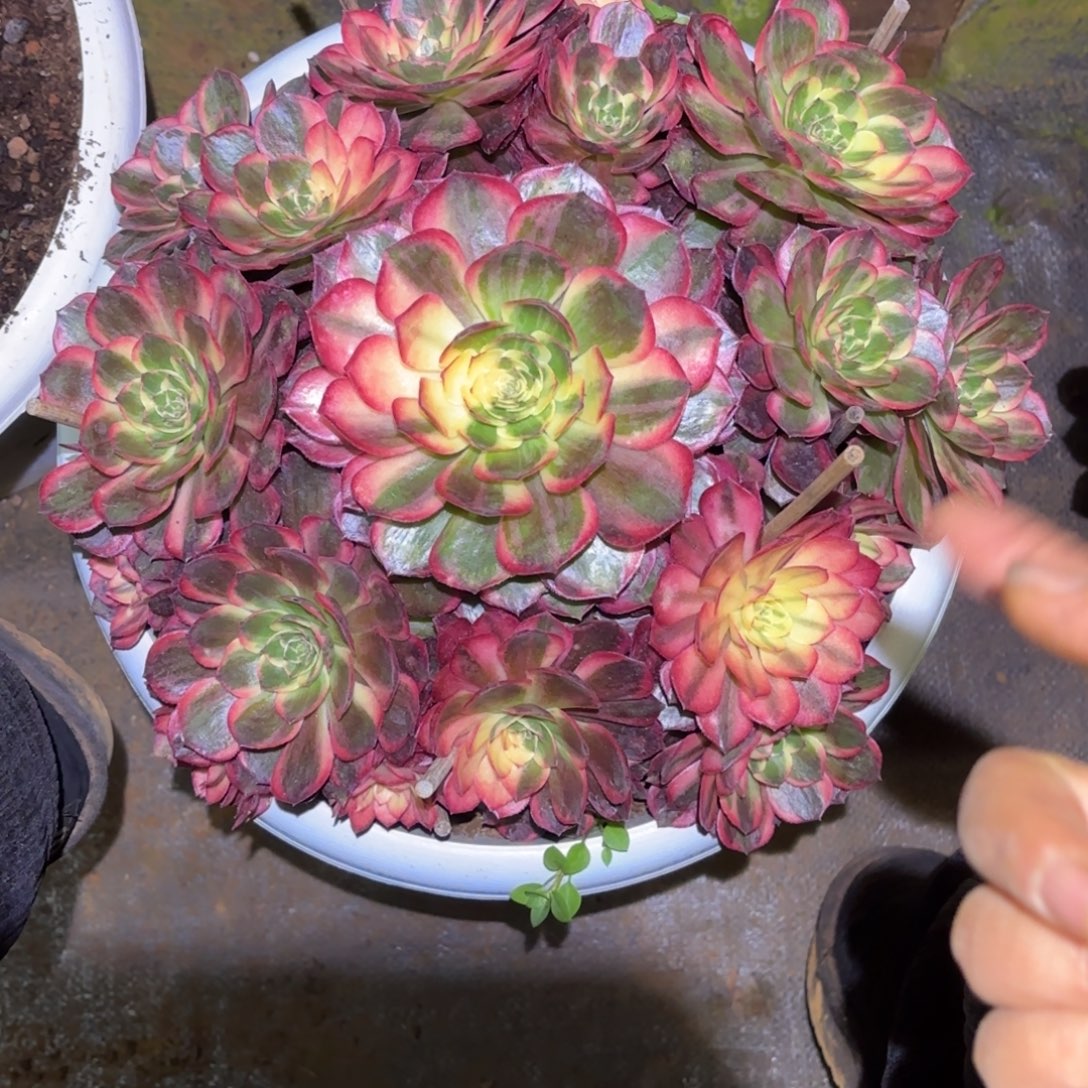 云南多肉植物黑魔锦