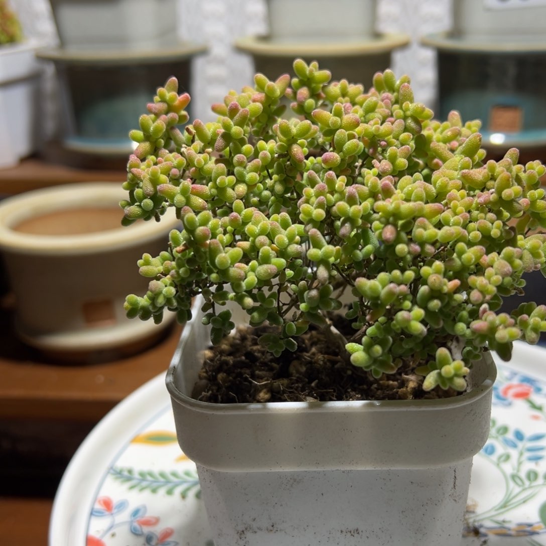 枝干番杏多肉植物364