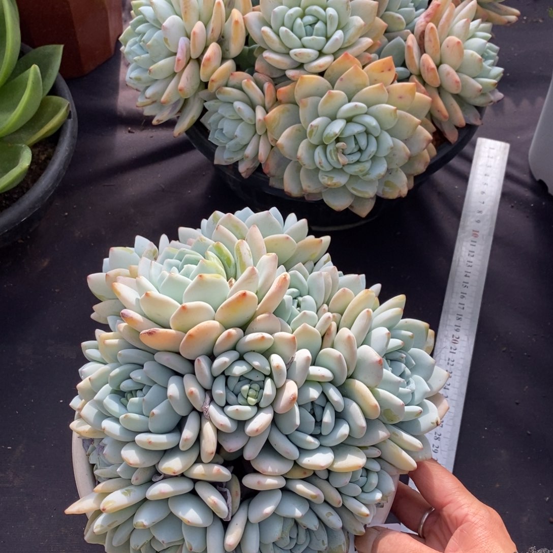 两单包邮1226-68冷香