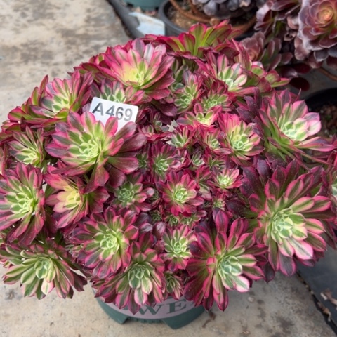 469天合朵朵30厘米左右