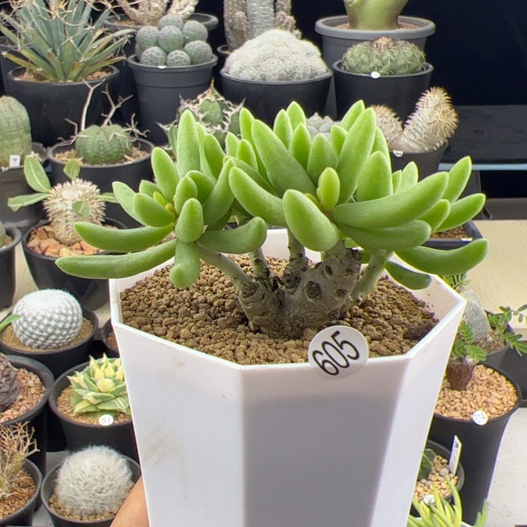 诱惑奇峰锦一物一拍