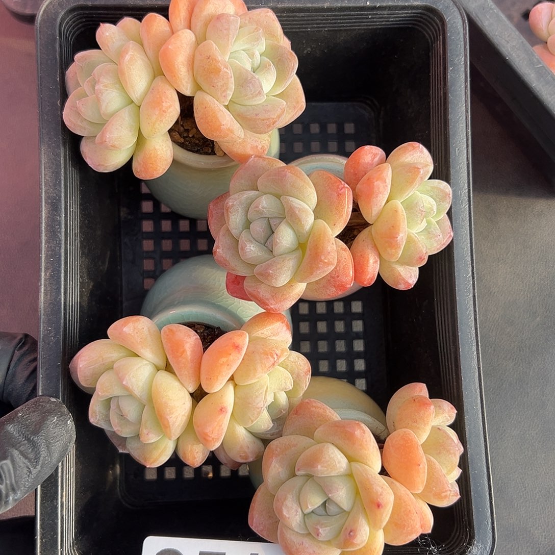 2518，四个双头冰玉带盆发