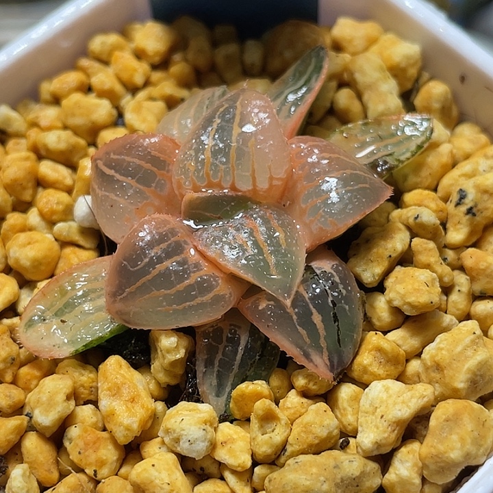 855糊斑亲指姬锦特选福利