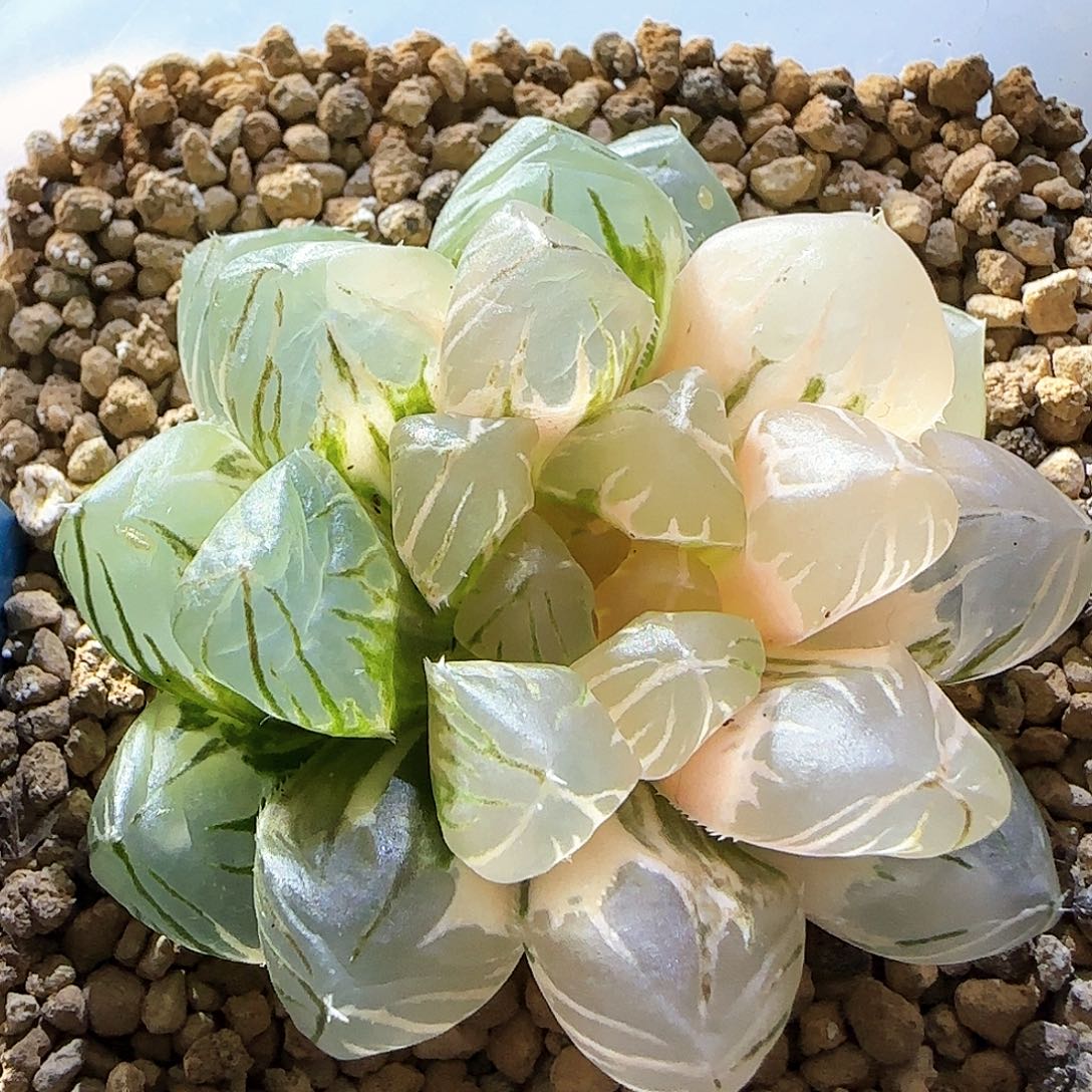 15号OM玉露锦一物一拍带盆土