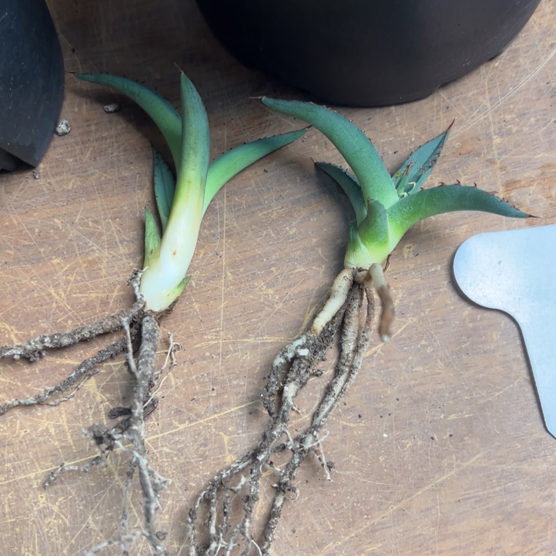 鲨鱼皮小侧芽龙舌兰