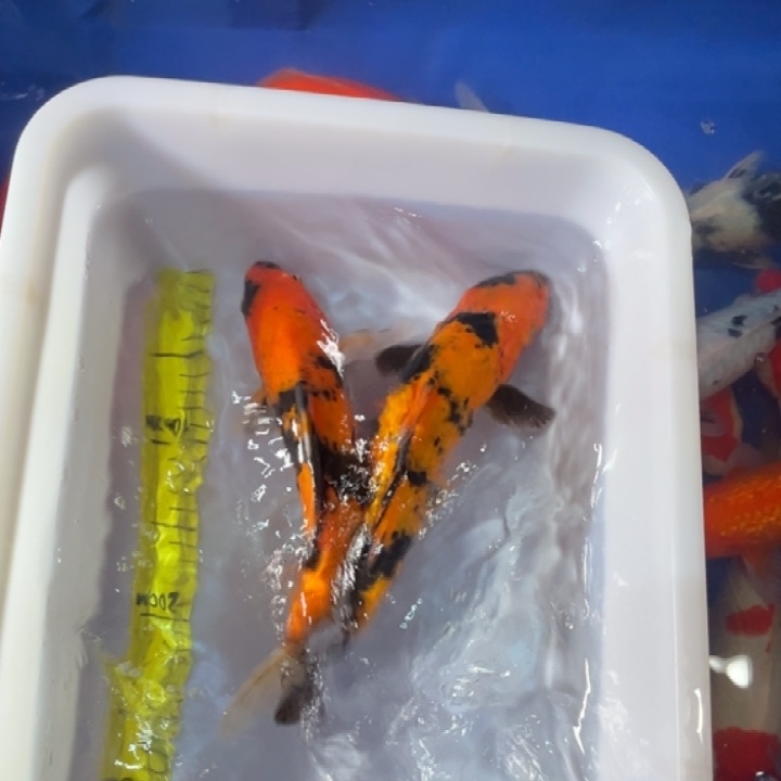 锦鲤锦鲤红白三色