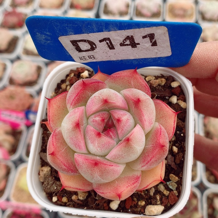 麦秆5.5cm多肉植物