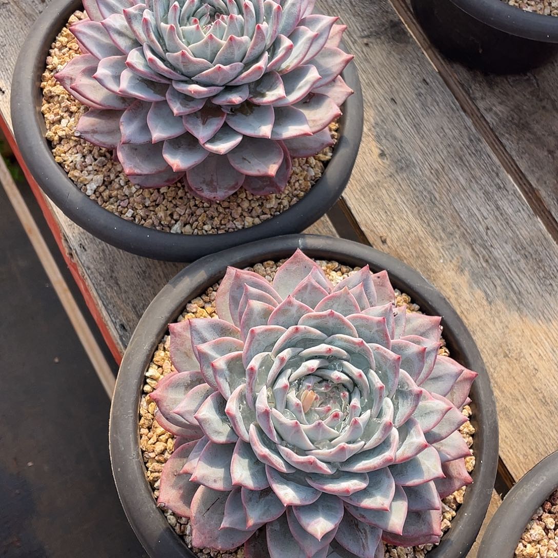 七***）多肉植物一物一拍