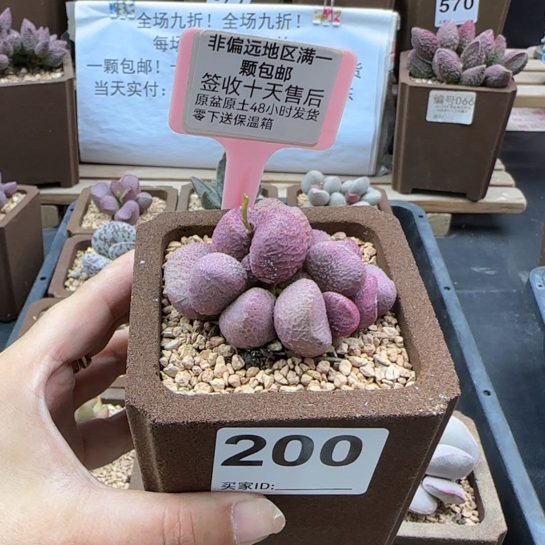 200夏娃多肉植物