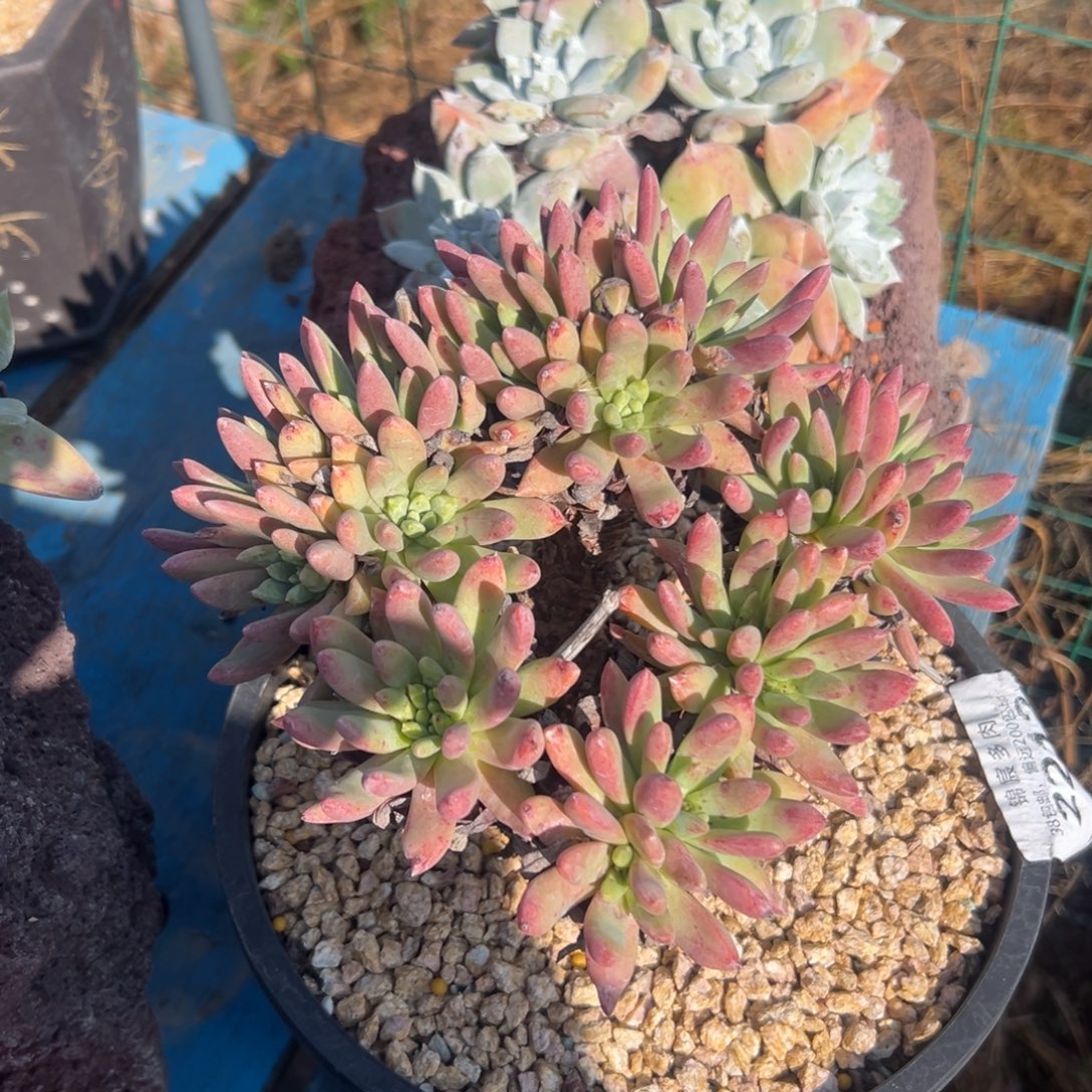 维斯辛达杂，一物一拍1931