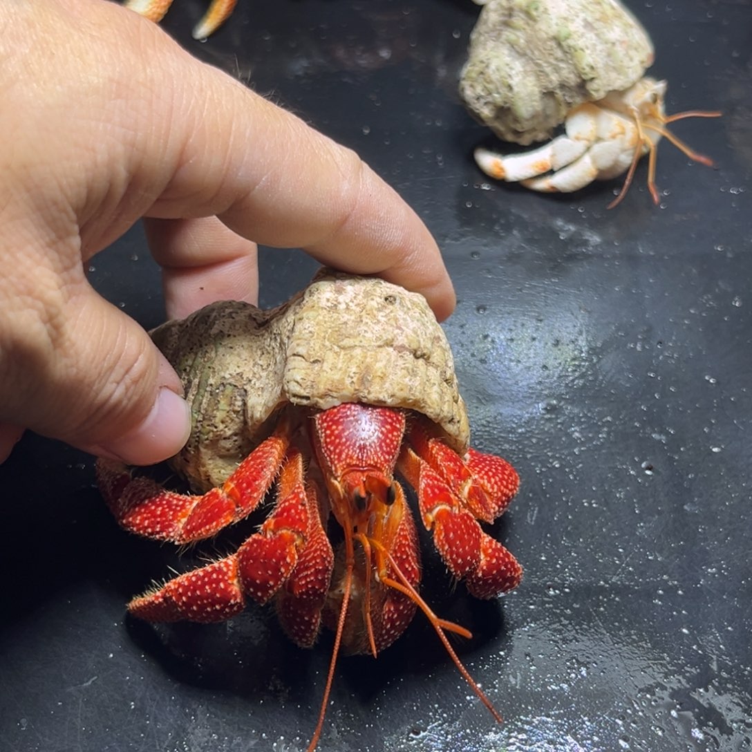 闪13号毛球3.2口径