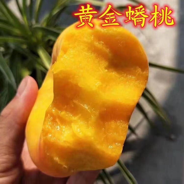 嫁接黄金蟠桃树苗特大桃树树苗耐寒桃苗南北方种植盆栽地栽果树苗