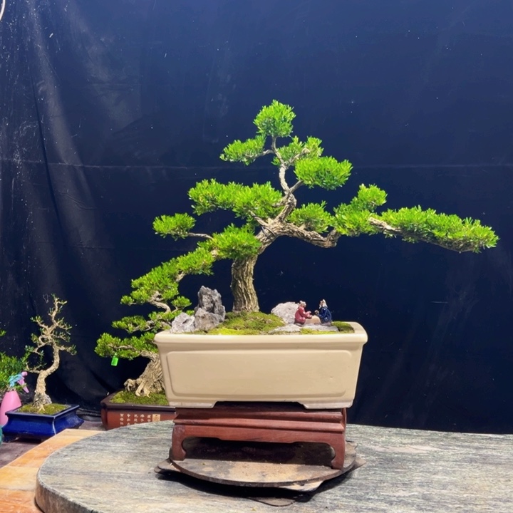 无花朵黄杨盆景四季常绿