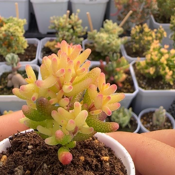 065-真飞机猪植物枝干