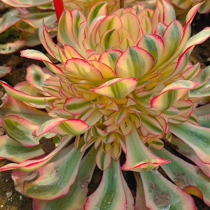 2-182爱丽丝多肉法师