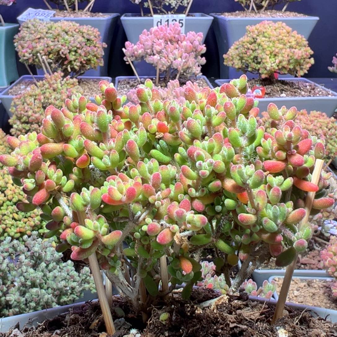 d127红宝石枝干番杏