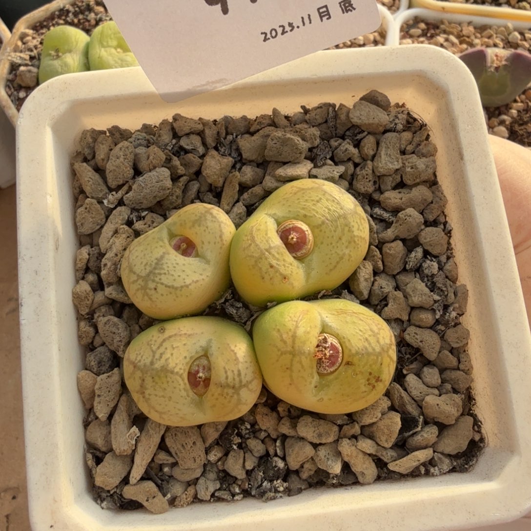 多肉多肉多肉11-099吕杂交