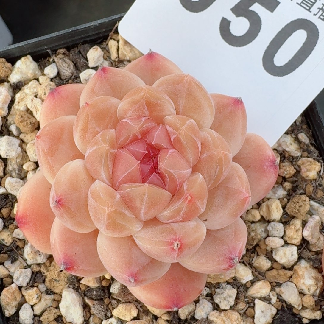 冰魄         精品多肉