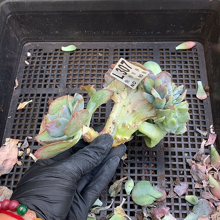 白凤缀化 板子有撸叶子的伤多肉植物9.25号左右发货