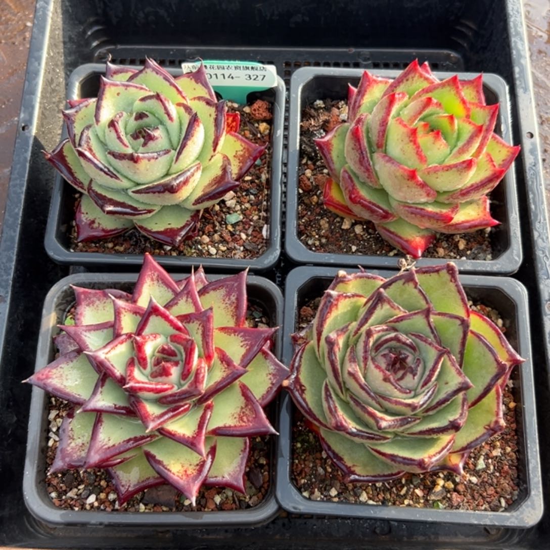 多肉精选编号0114.327