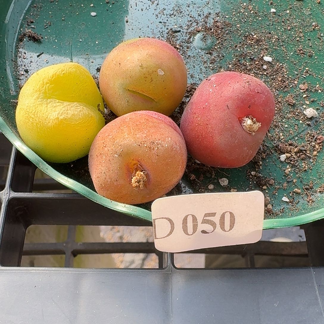 吃***籽050西瓜拍毛汉尼4颗包邮