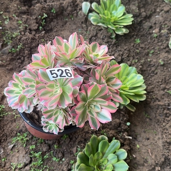 无花朵女巫526号不包断枝