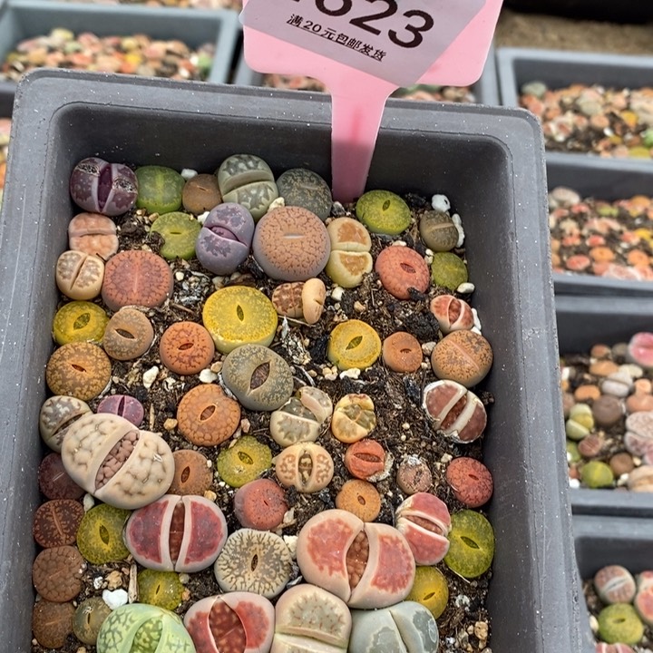 周*1623长生石花小苗