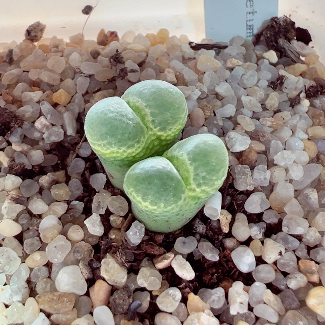 731-728多肉多肉绿安格纽扣窗