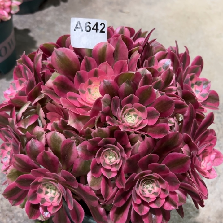 642女巫25厘米左右