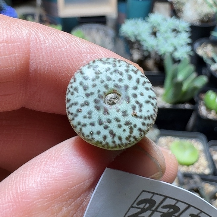 231奶牛安珍脱土发货