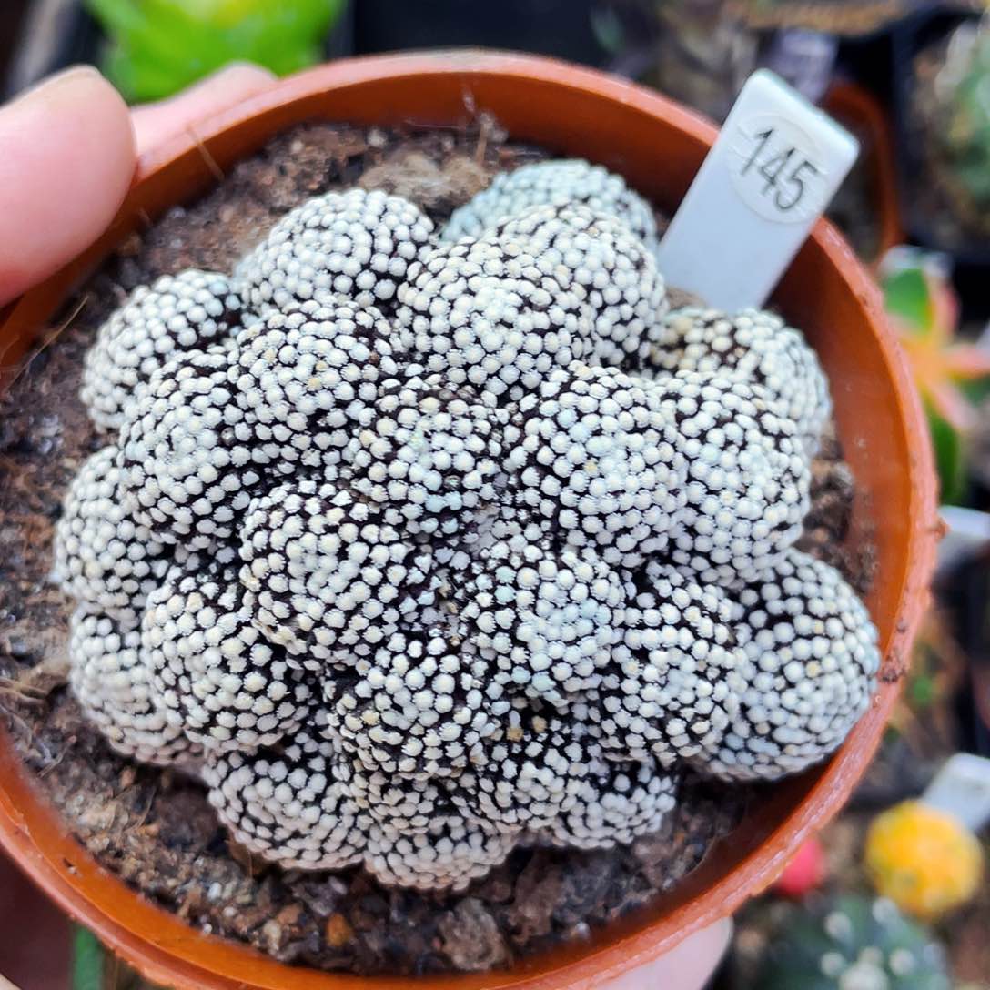 非偏远地区满25包邮仙人球