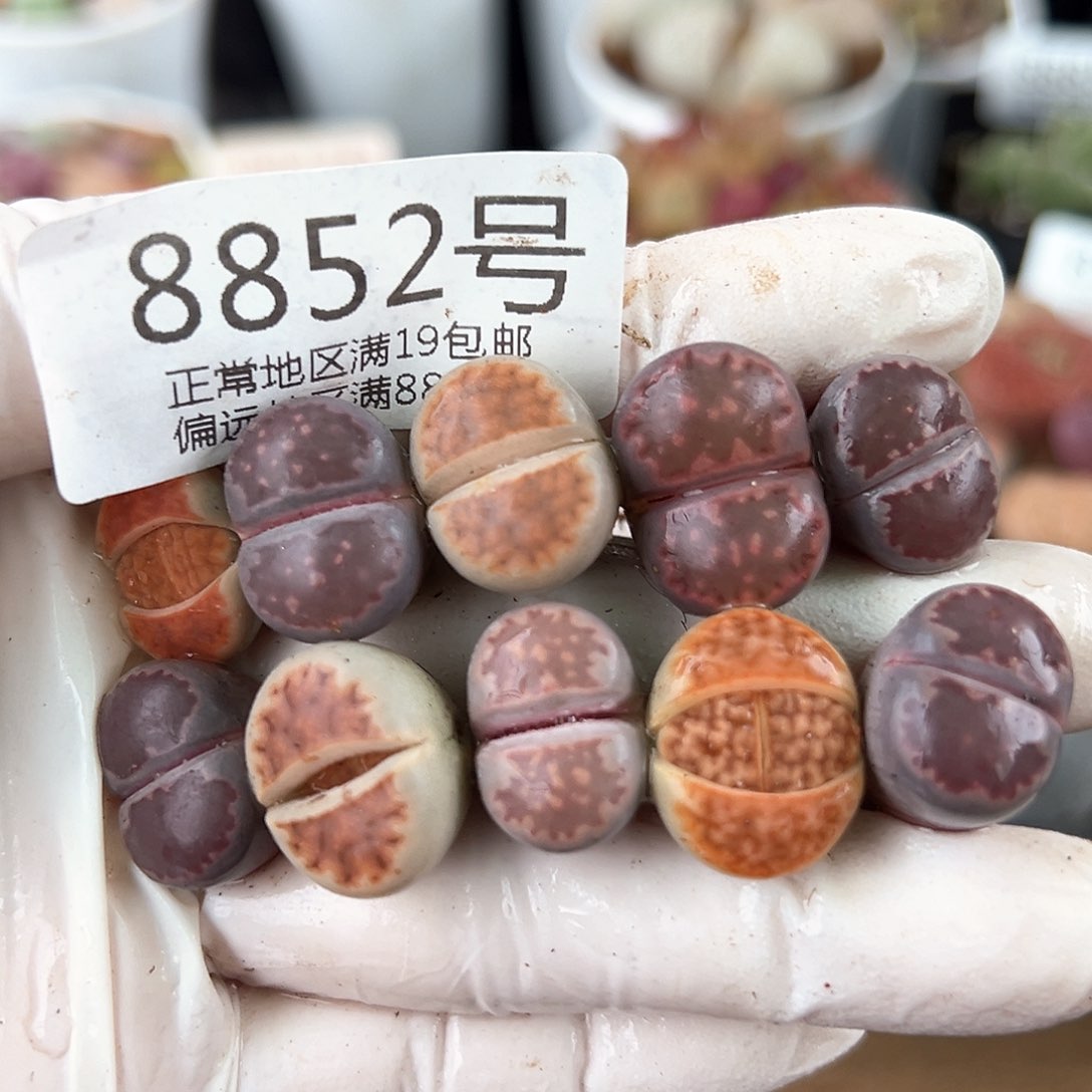 好养易活生石花大母本8852