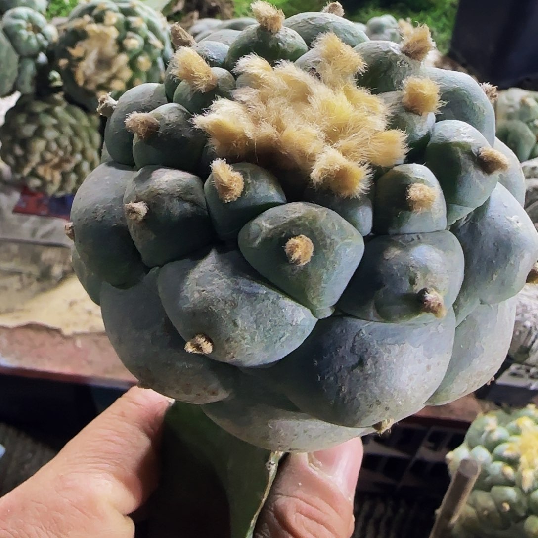 螺旋凸尤仙761仙人球