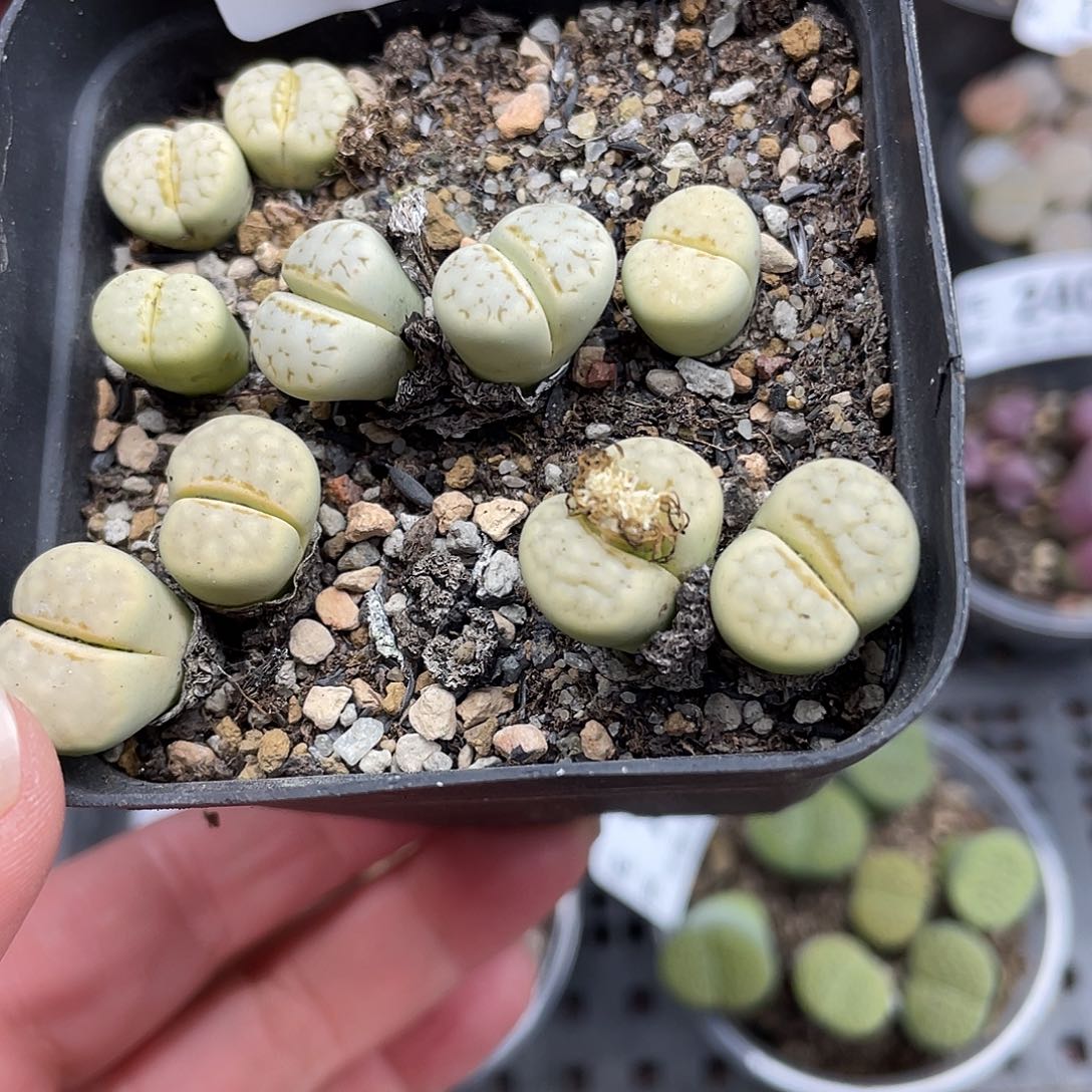 人***醒2300000000花花花花花花花花花