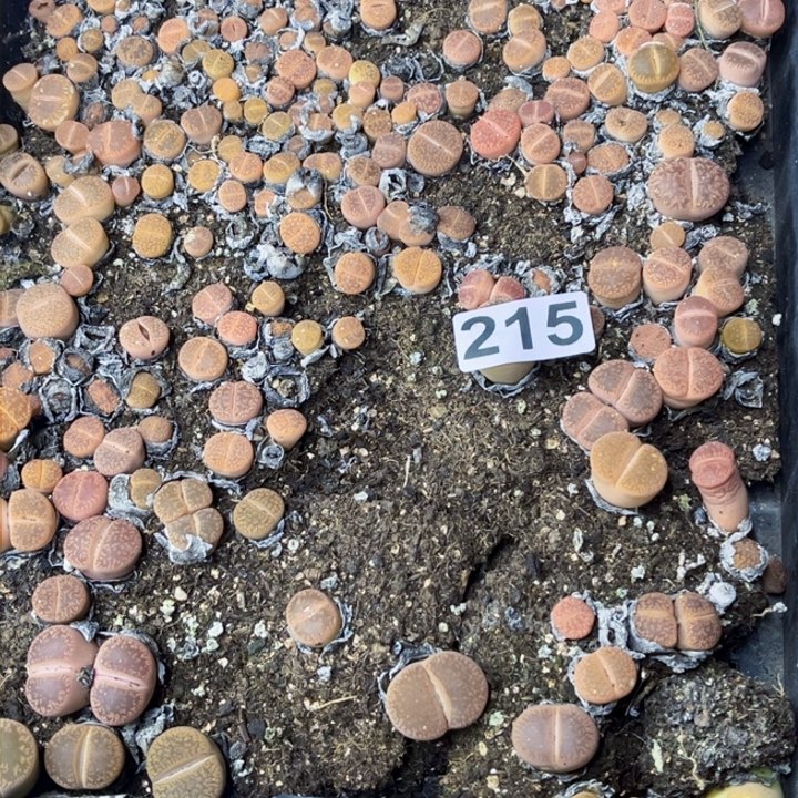 215 生石花一物一图如图带盆