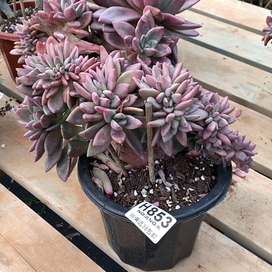 桃花源缀化853 亏本处理退款拉黑7-8天发货