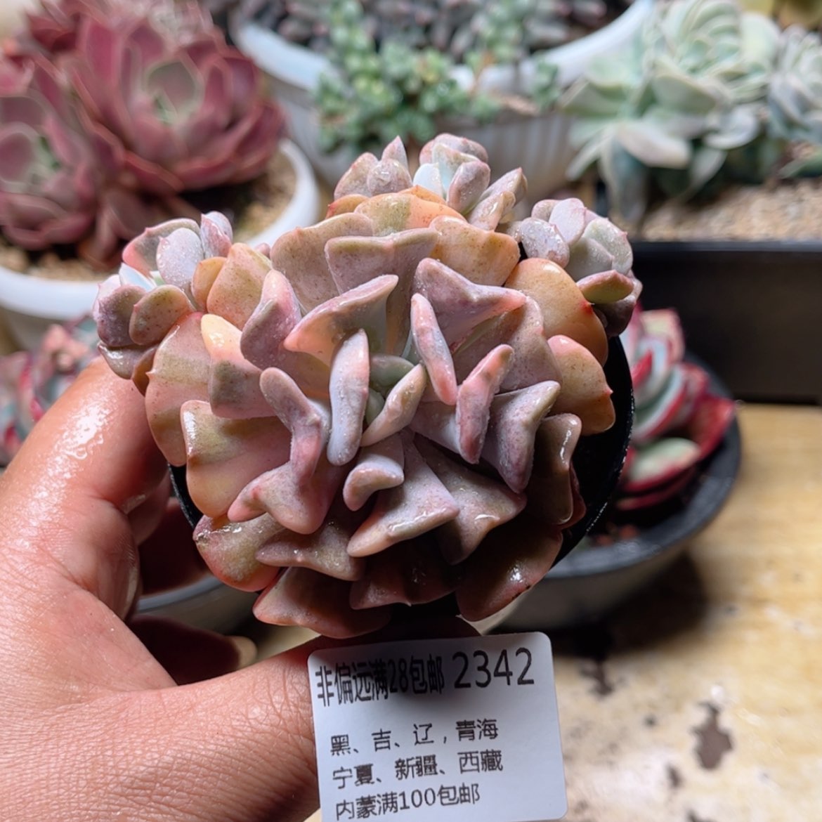 【闪购商品】2342血精灵锦