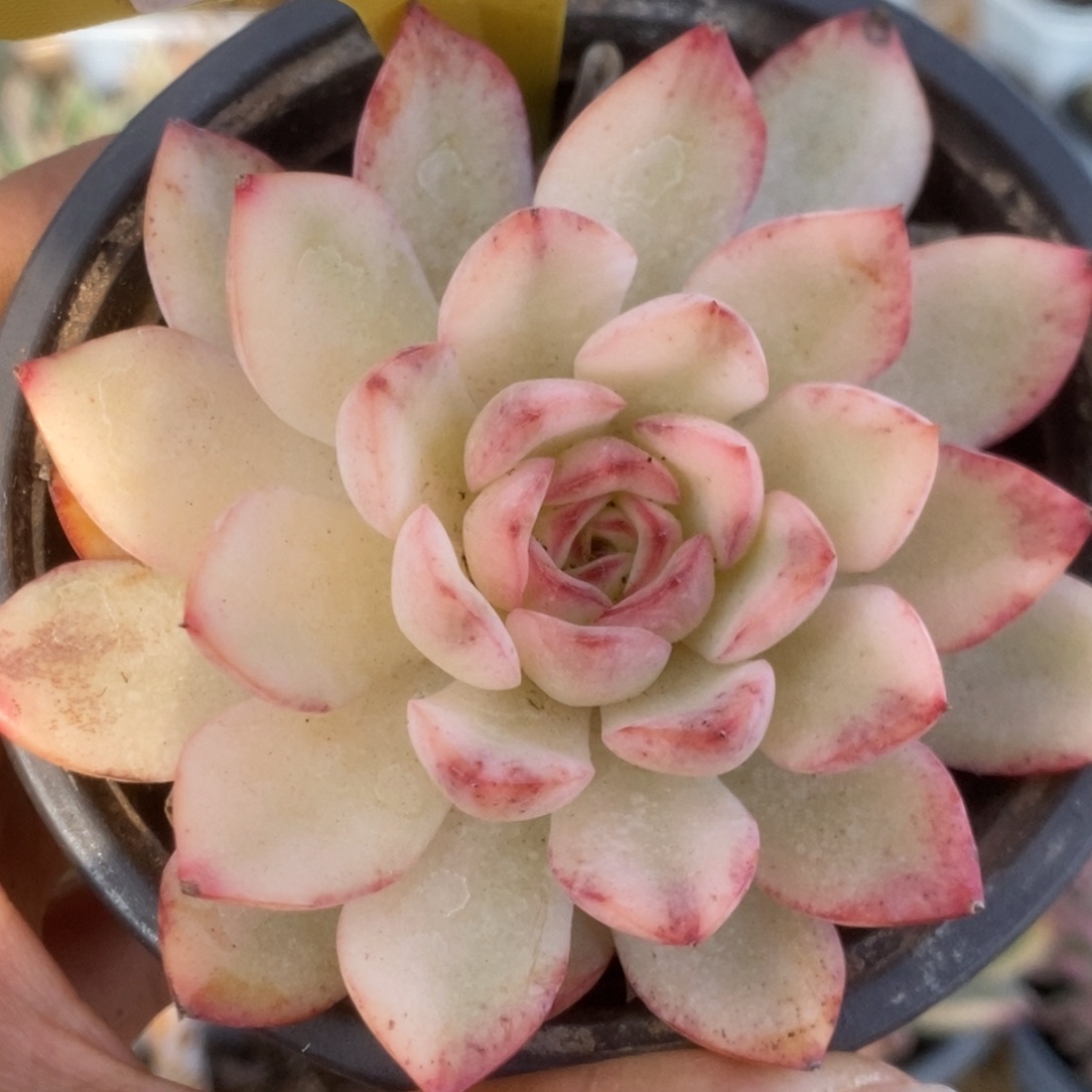 770雨燕座锦锦锦锦锦锦