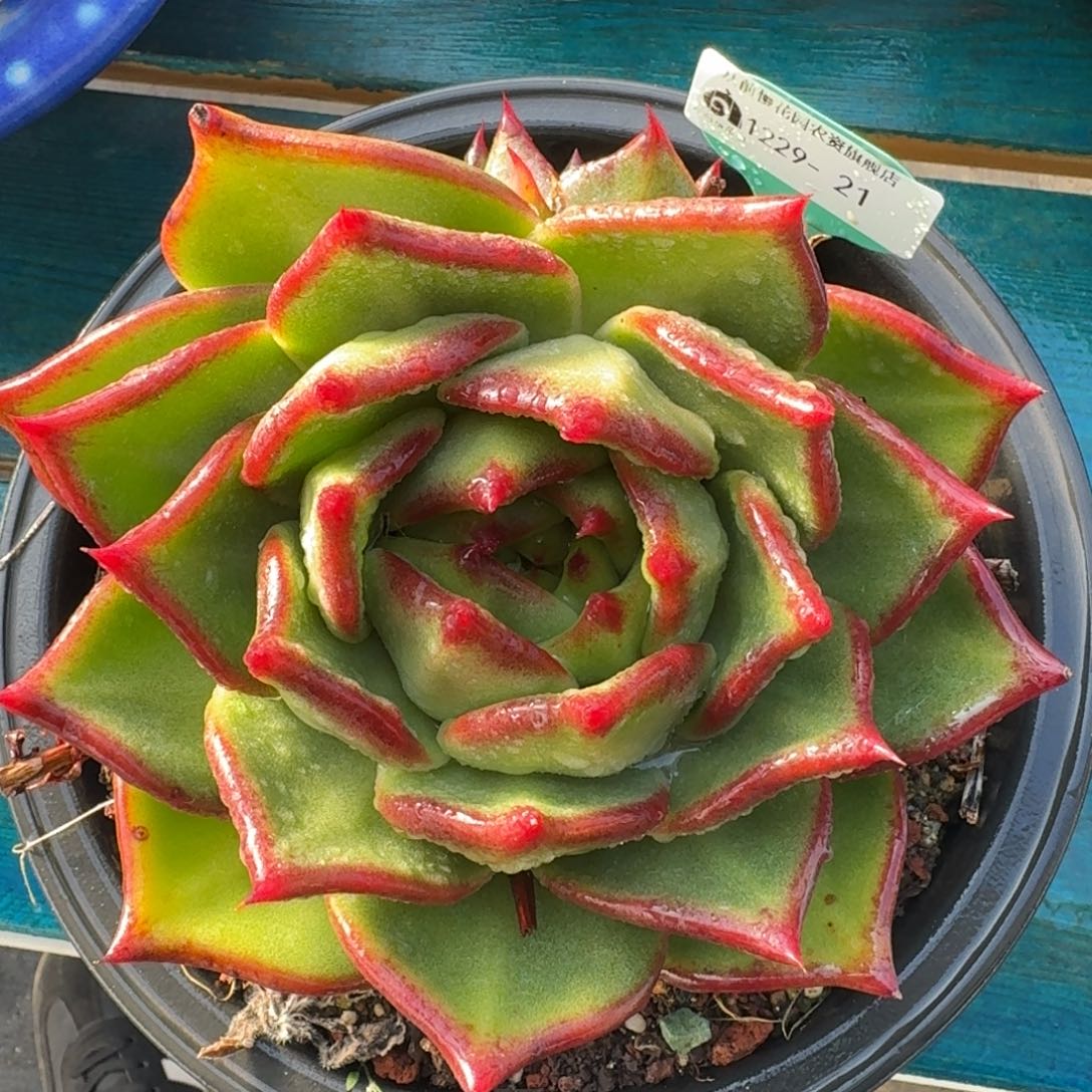 从前慢花园多肉编号1229-21