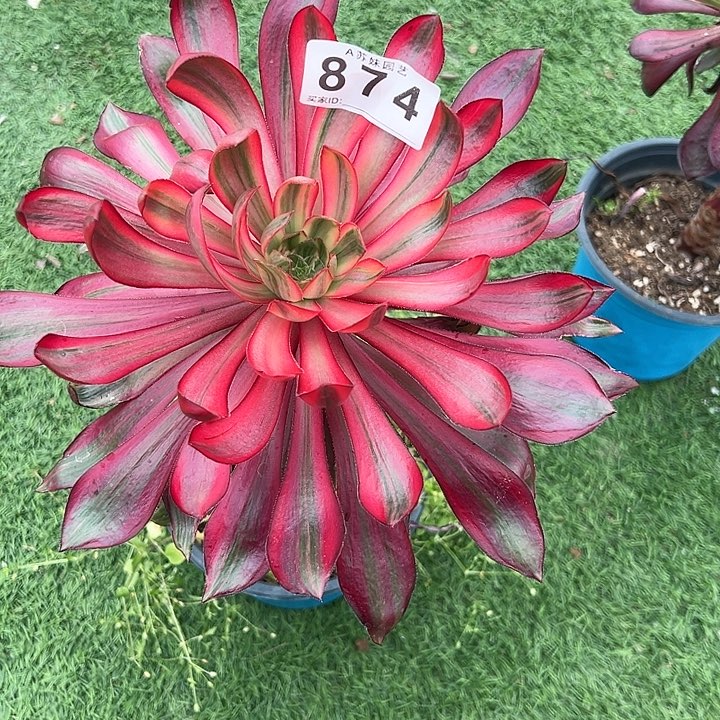 874火凤多肉植物