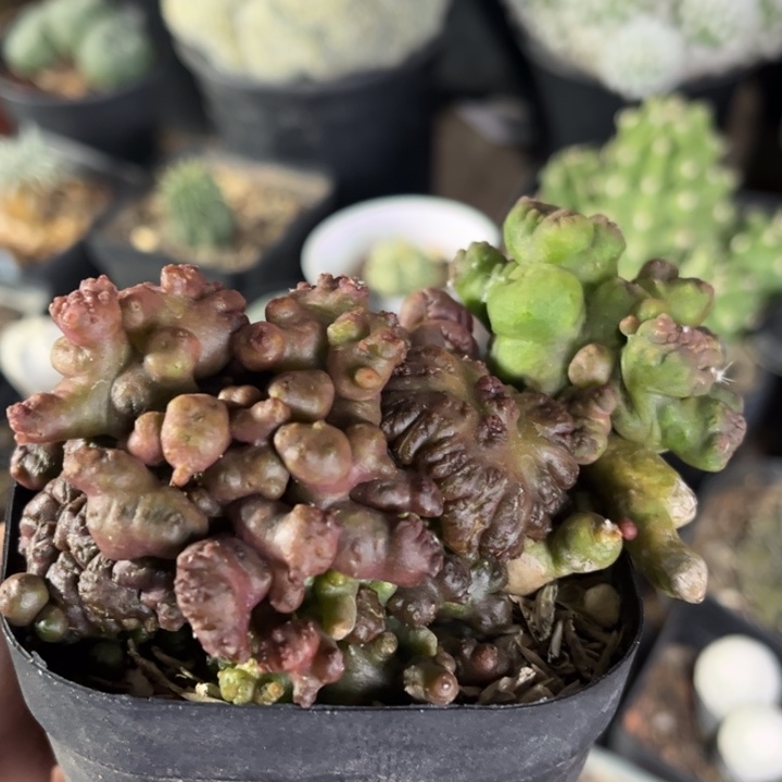 仙人球一物一拍自根