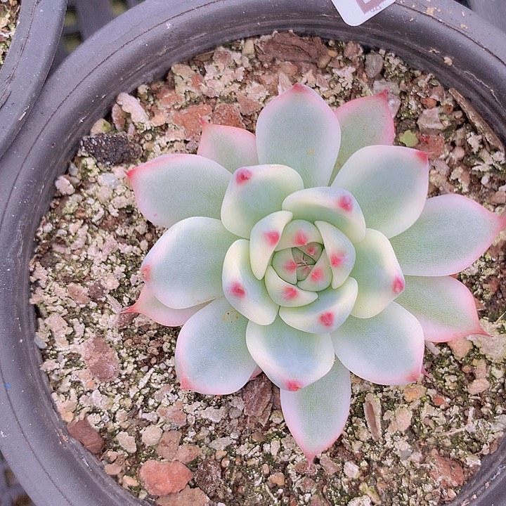 d014吉娃娃锦一物一拍